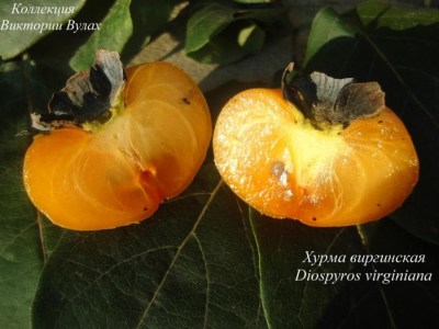 Diospyros virginiana